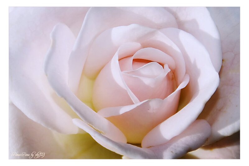 Close-up of White Rose — Serene, Photograph, Petals
