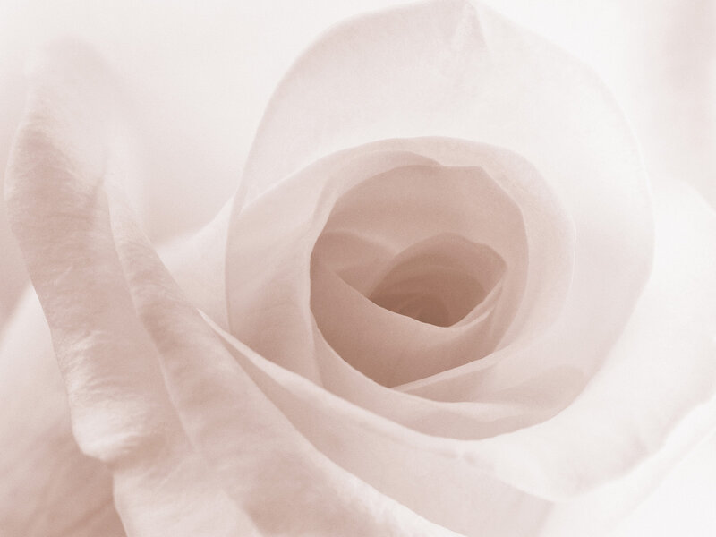 Close-up of White Rose — Serene