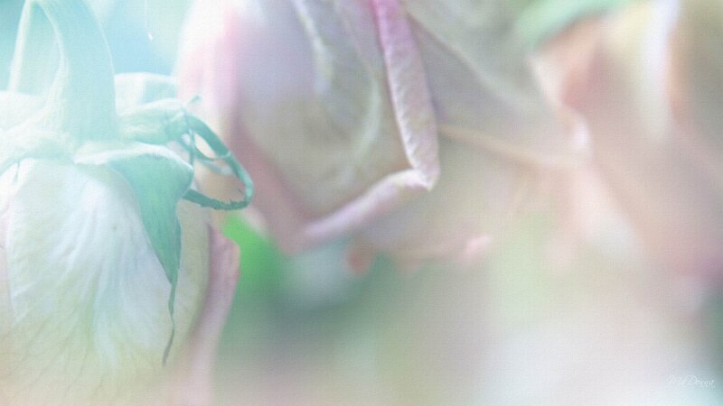 Close-up of White Rose — Soft