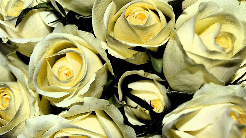 Close-up of White Roses — Calm