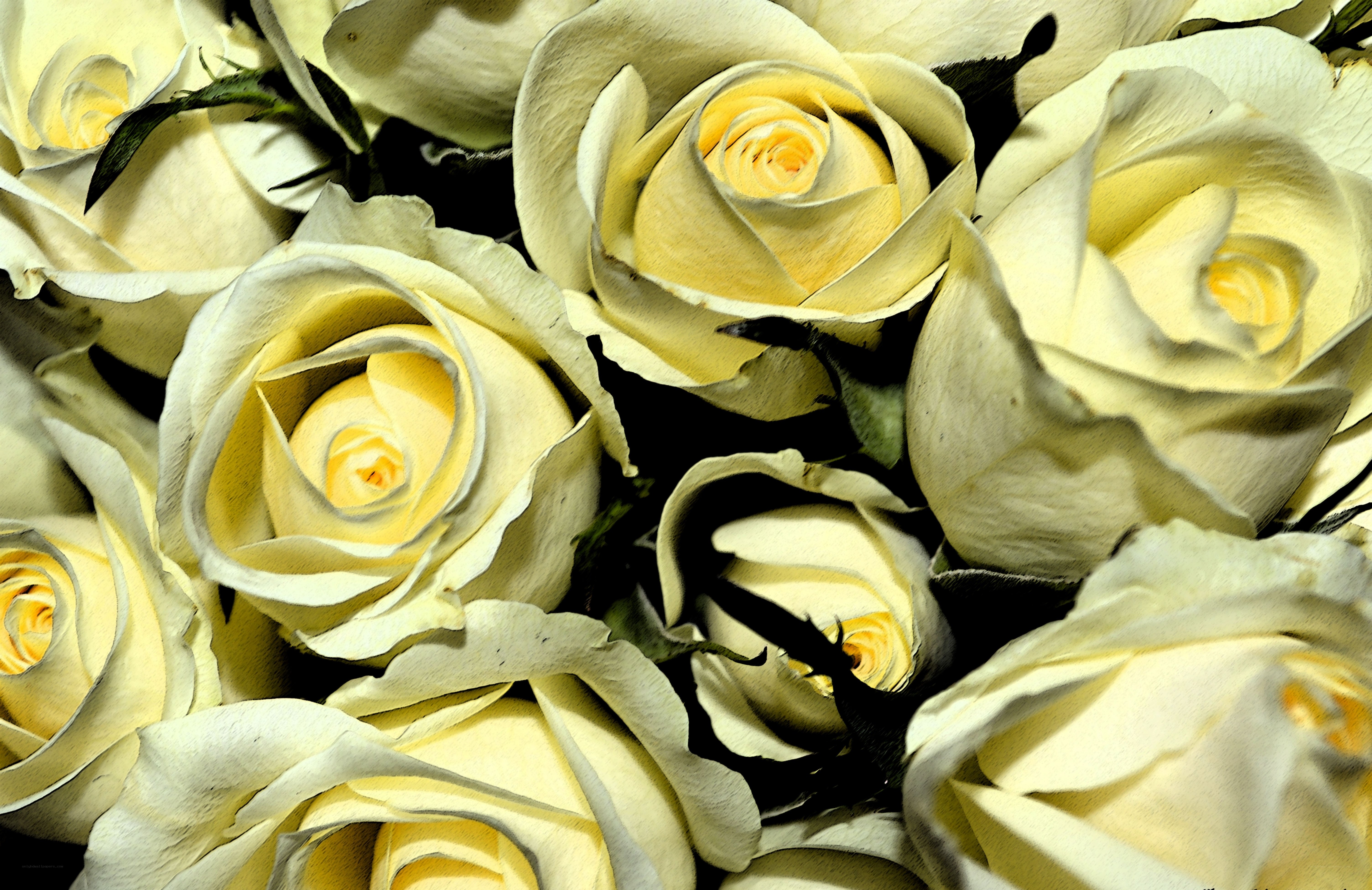 Close-up of white roses
