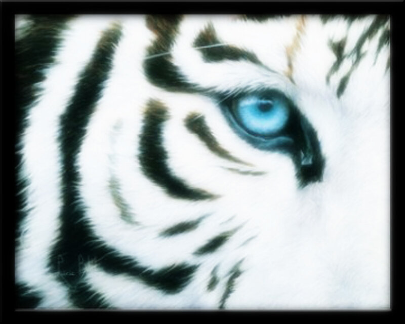 close-up of white tiger eye