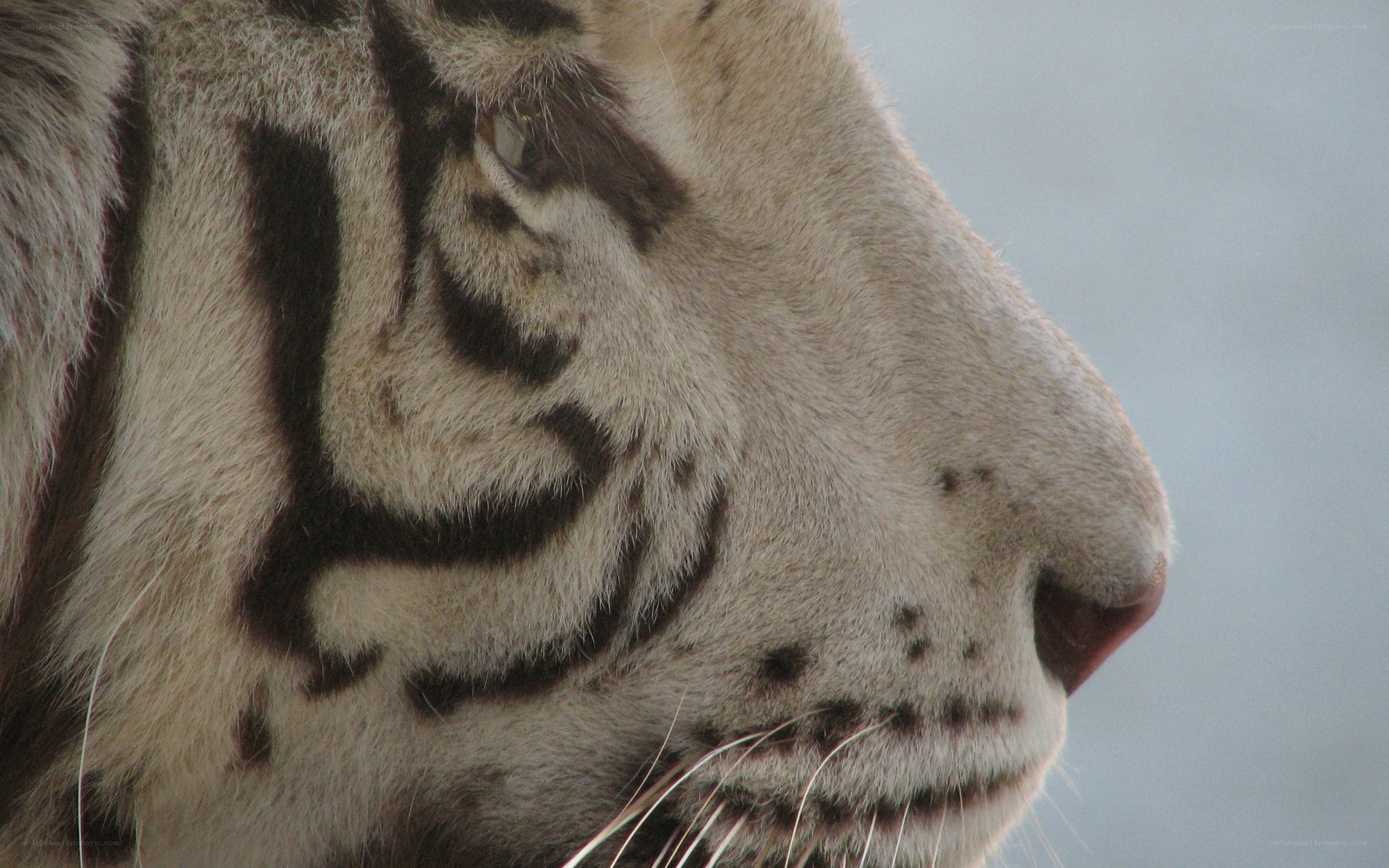 close-up of white tiger face