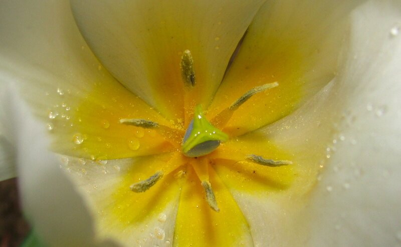 Close-up of White Tulip — Calm