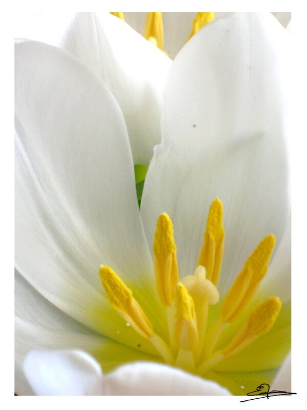 close-up of white tulip