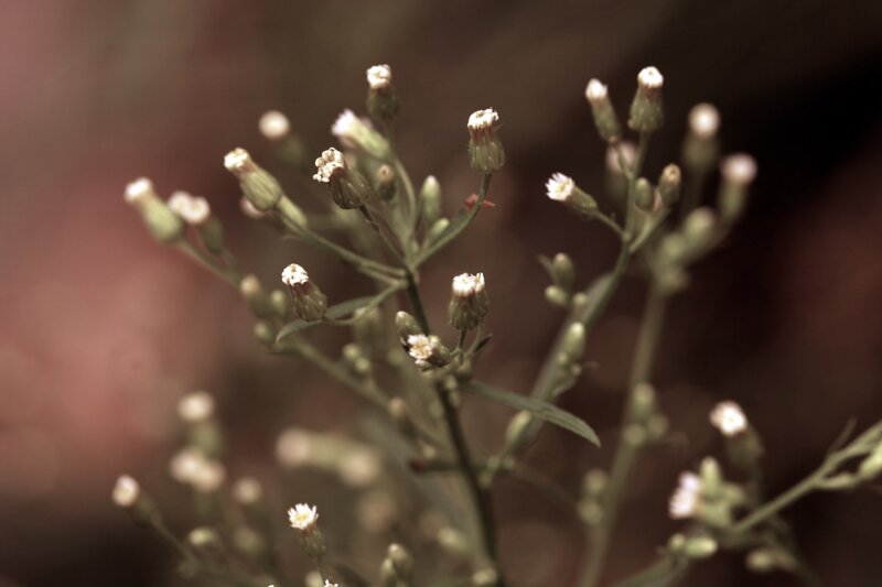 close-up of white wildflowers