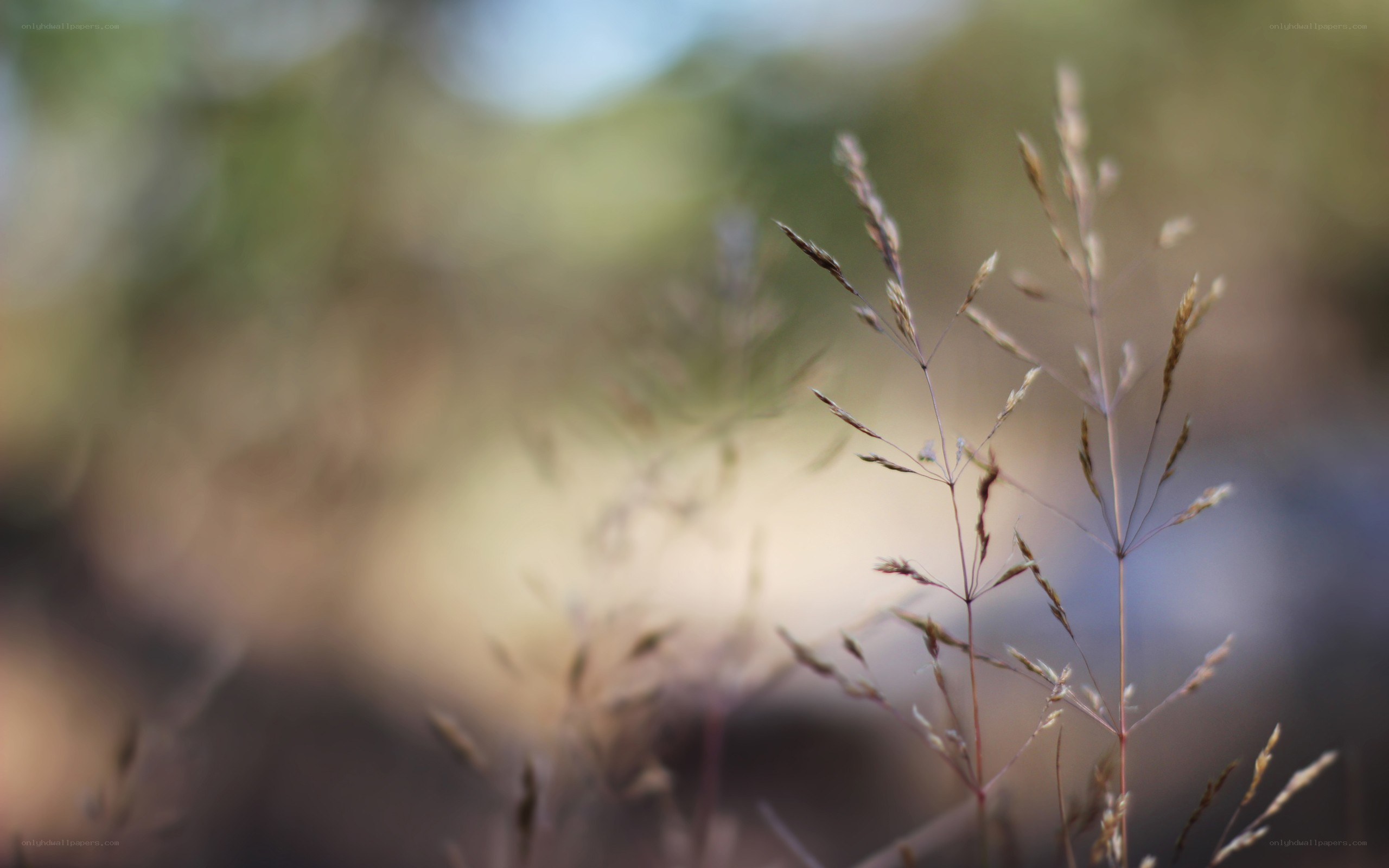 Close-up of wild grass