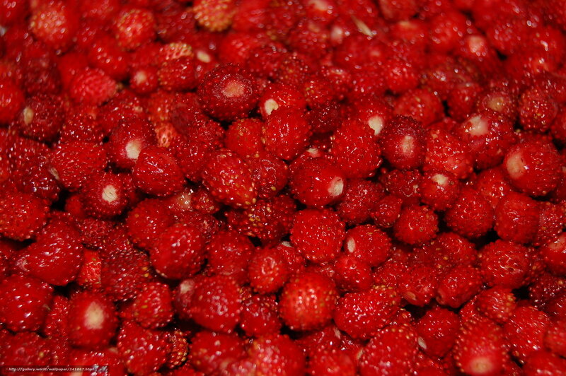 Close-up of wild strawberries