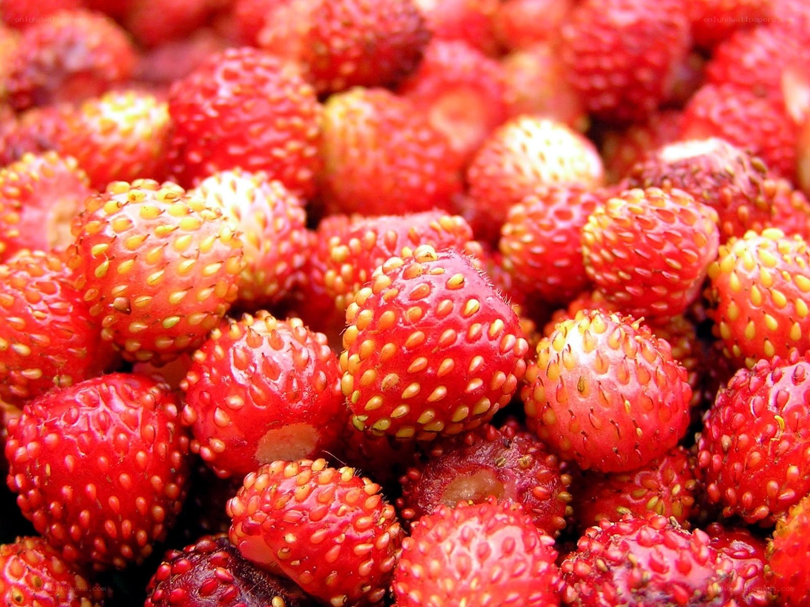 Close-up of wild strawberries