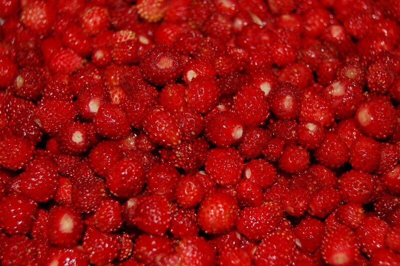 close-up of wild strawberries