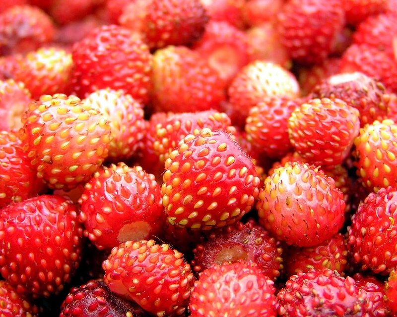 Close-up of wild strawberries