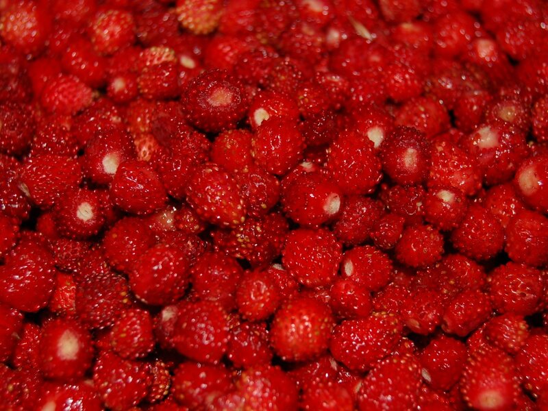Close-up of Wild Strawberries — Red