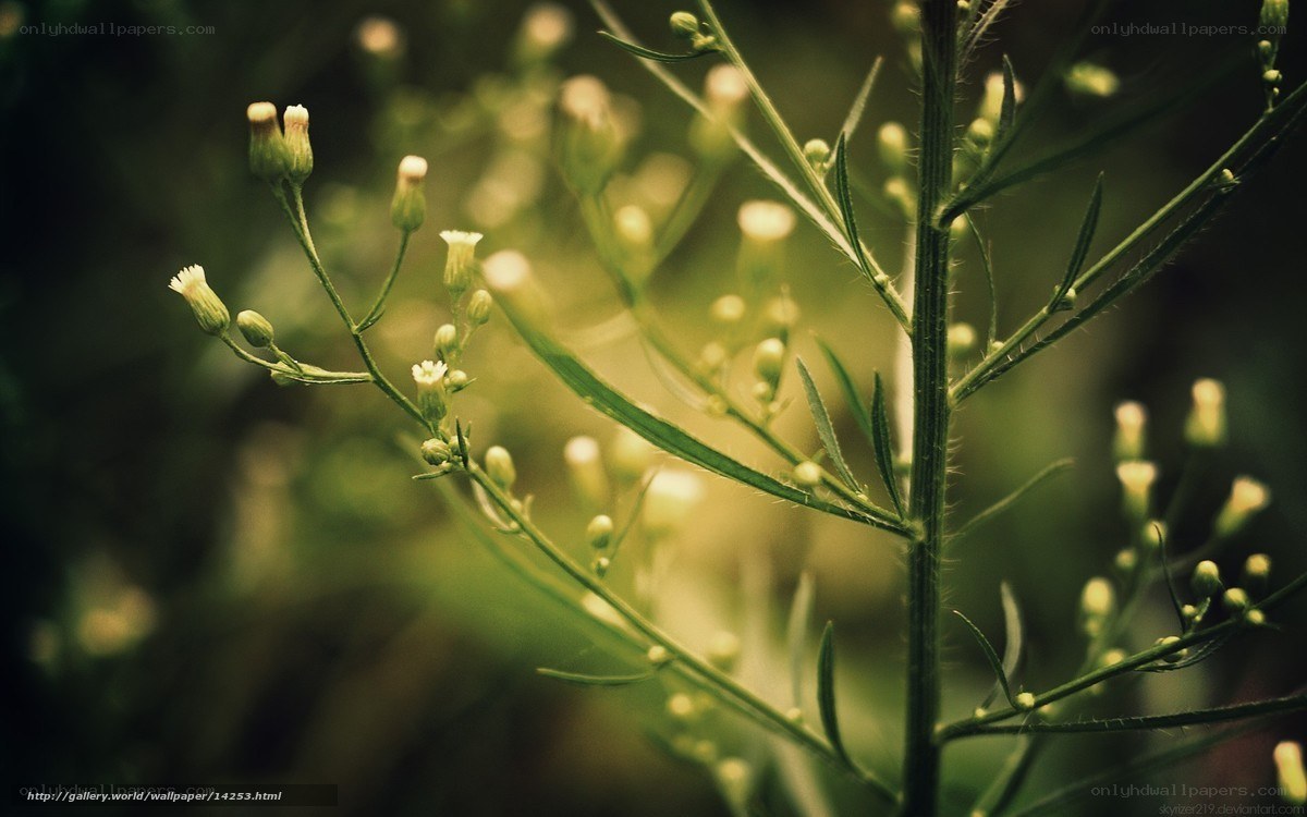 Close-up of wildflowers