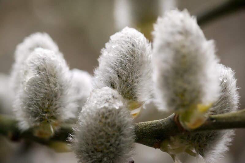 Close-up of willow catkins
