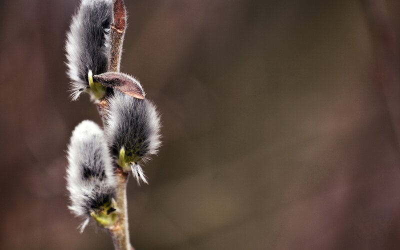 Close-up of willow catkins
