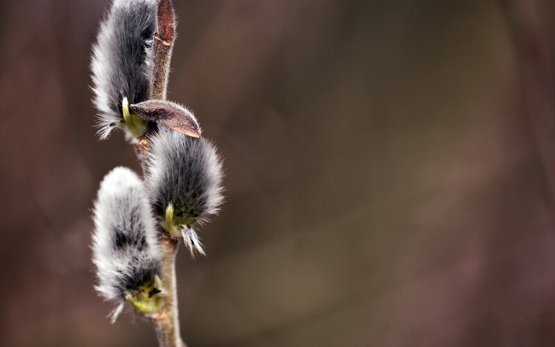 Close-up of willow catkins