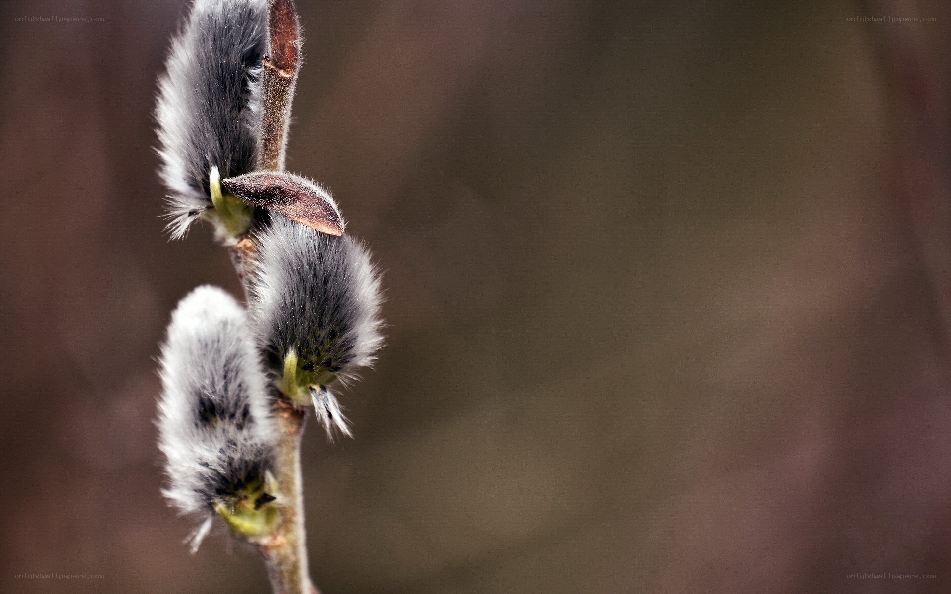 Close-up of willow catkins