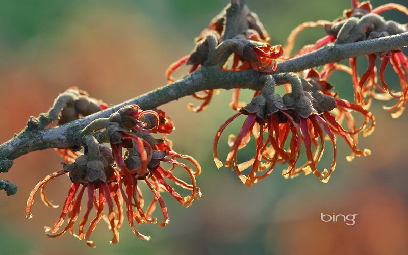 Close-up of witch hazel flowers