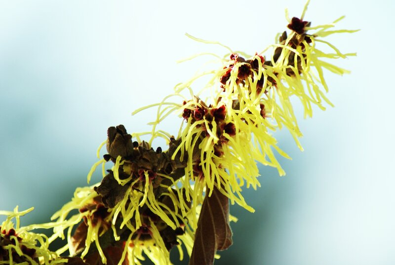 Close-up of witch hazel flowers