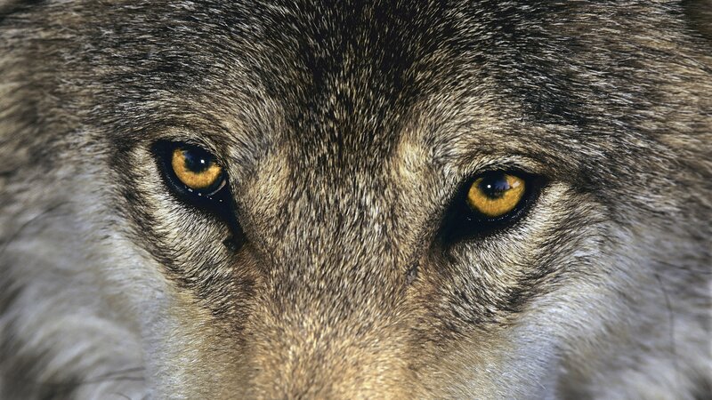 close-up of wolf eyes