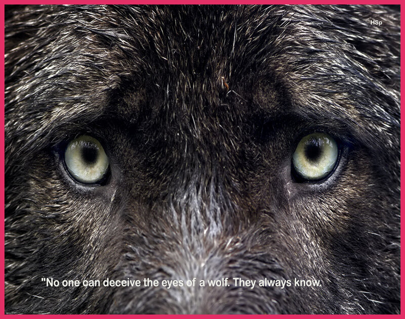 Close-up of Wolf Eyes — Black, Intense