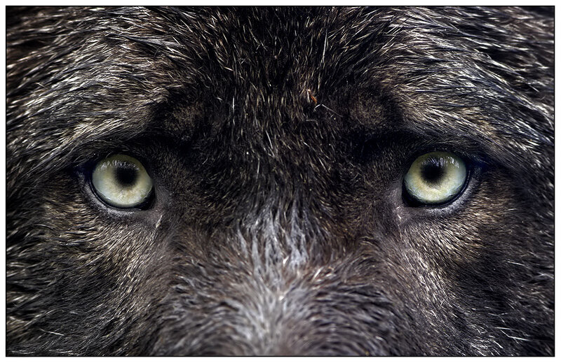 Close-up of Wolf Eyes — Black