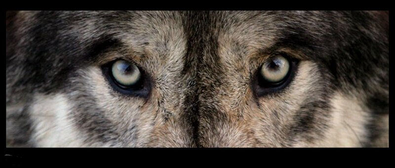 Close-up of Wolf Eyes — Gray, Intense, Photograph, Fur