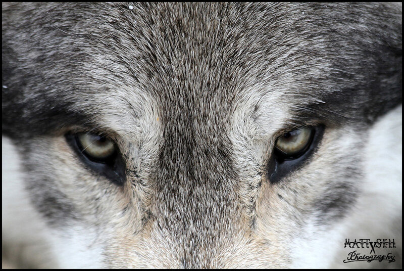 Close-up of Wolf Eyes — Gray, Intense, Photograph