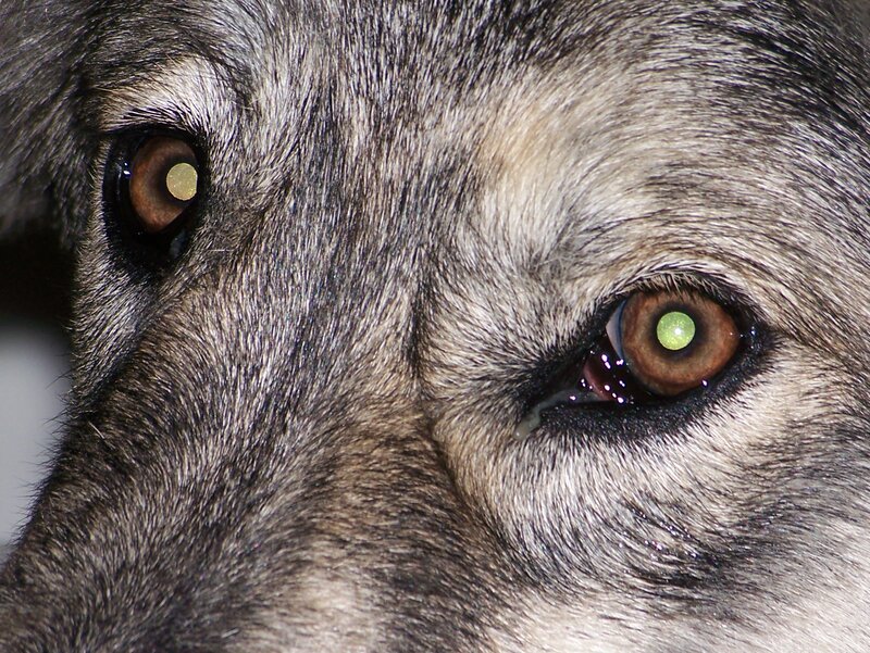 Close-up of Wolf Eyes — Gray, Intense