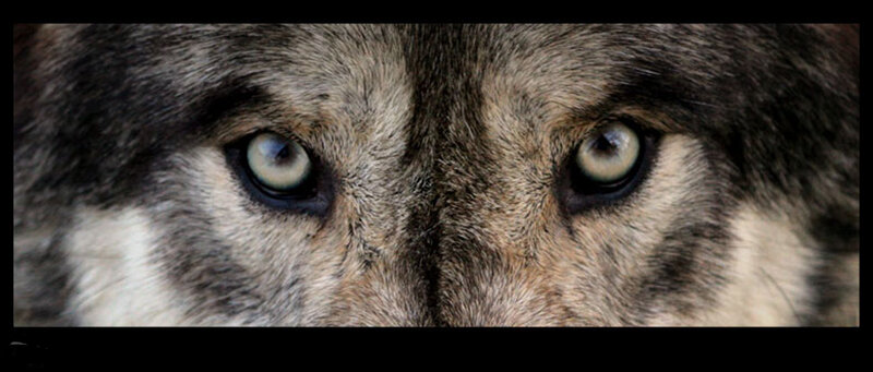 Close-up of Wolf Eyes — Gray