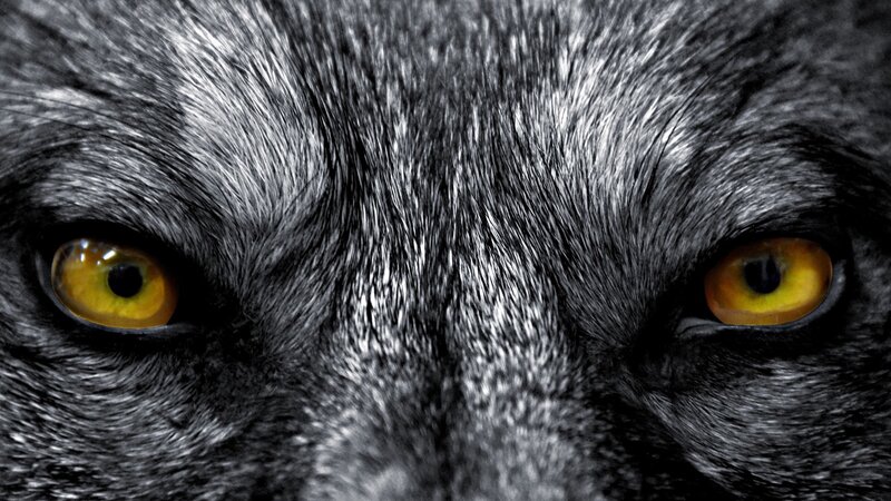 close-up of wolf eyes