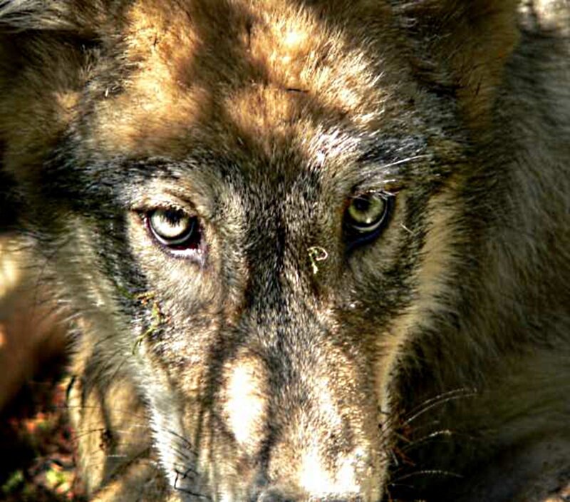 Close-up of Wolf Face — Brown, Intense, Afternoon