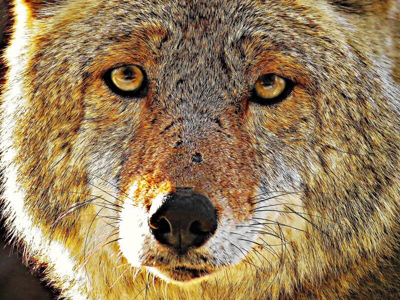 Close-up of Wolf Face — Brown, Intense, Photograph, Eyes, Nose