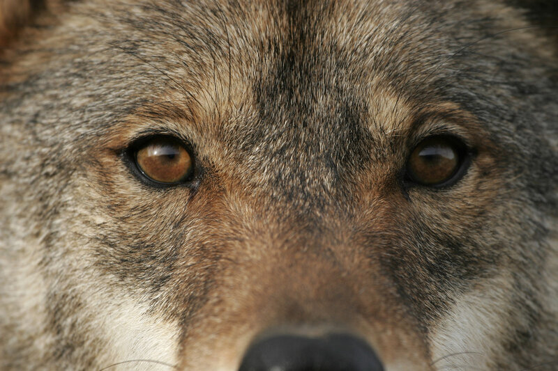 Close-up of Wolf Face — Brown, Intense, Photograph
