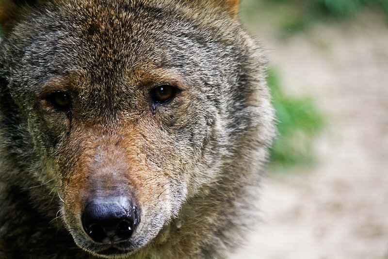Close-up of Wolf Face — Brown, Intense