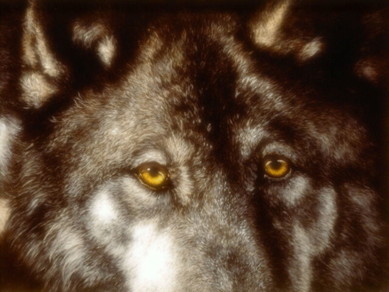 Close-up of Wolf Face — Brown