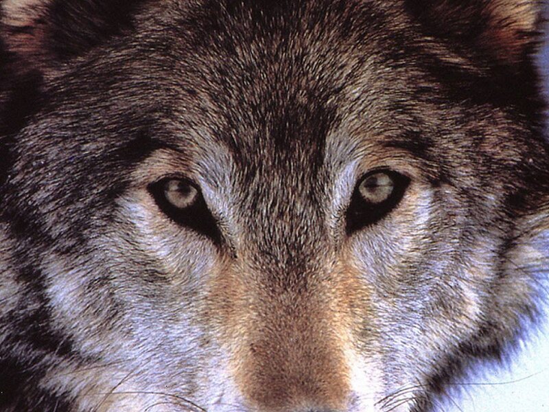 Close-up of Wolf Face — Gray, Intense, Photograph, Eyes, Fur, Brown, Black