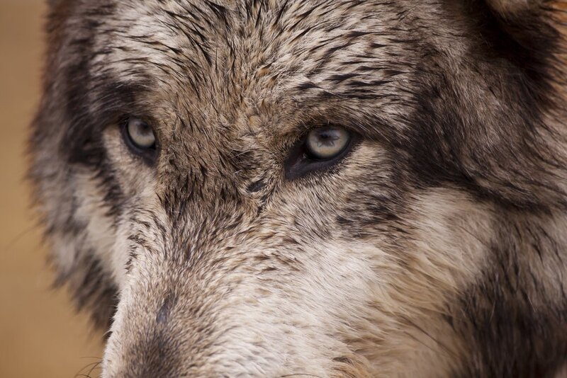 Close-up of Wolf Face — Gray, Intense, Photograph, Eyes, Fur, Brown