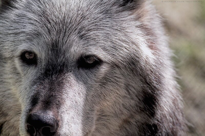 Close-up of Wolf Face — Gray, Intense, Photograph, Eyes, Nose, Fur, Black