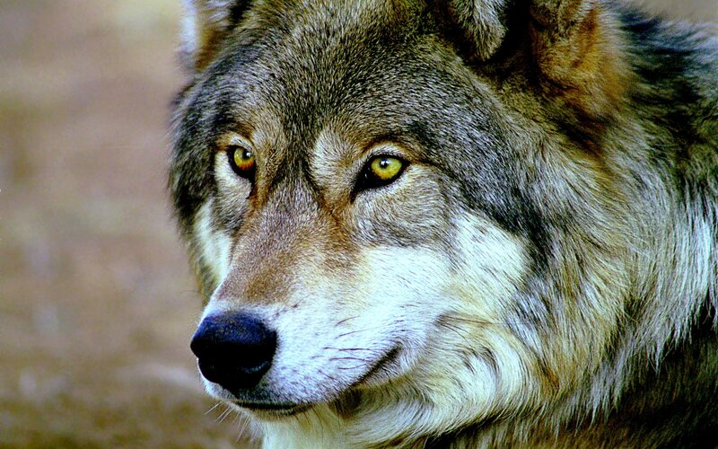 Close-up of Wolf Face — Gray, Intense, Photograph, Eyes