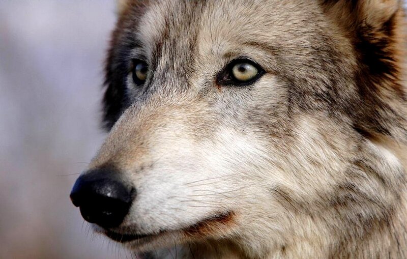 Close-up of Wolf Face — Gray, Intense, Photograph