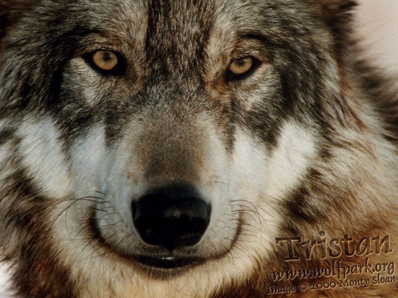 Close-up of Wolf Face — Gray, Intense