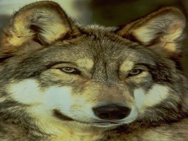 Close-up of Wolf Face — Gray, Neutral