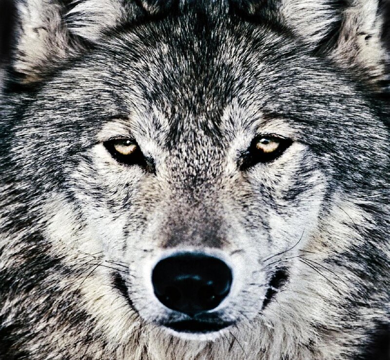 Close-up of Wolf Face — Gray