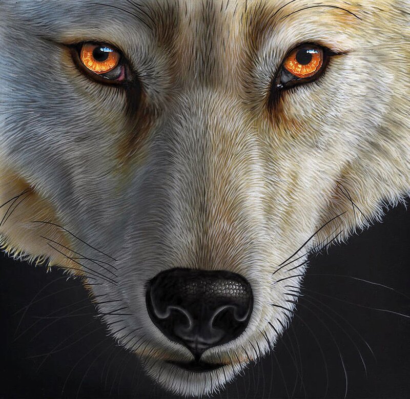 Close-up of Wolf Face — White, Intense
