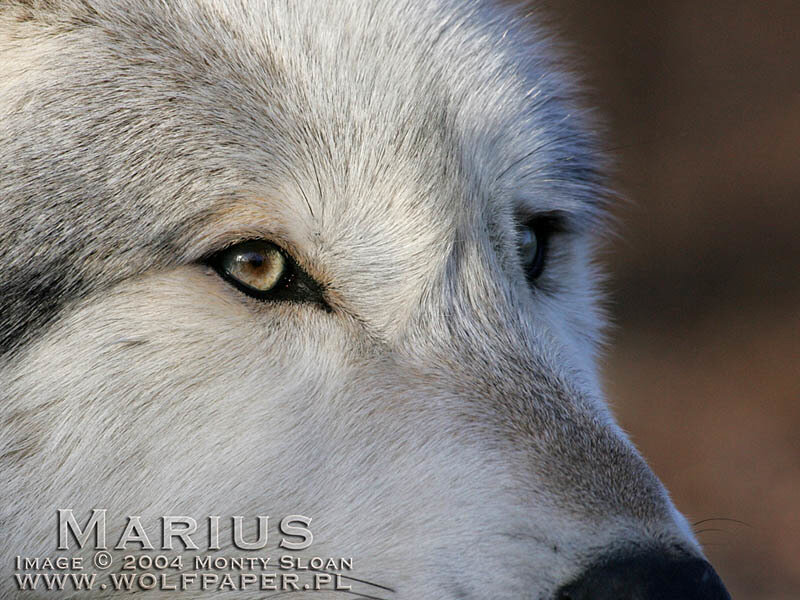 Close-up of Wolf Face — White