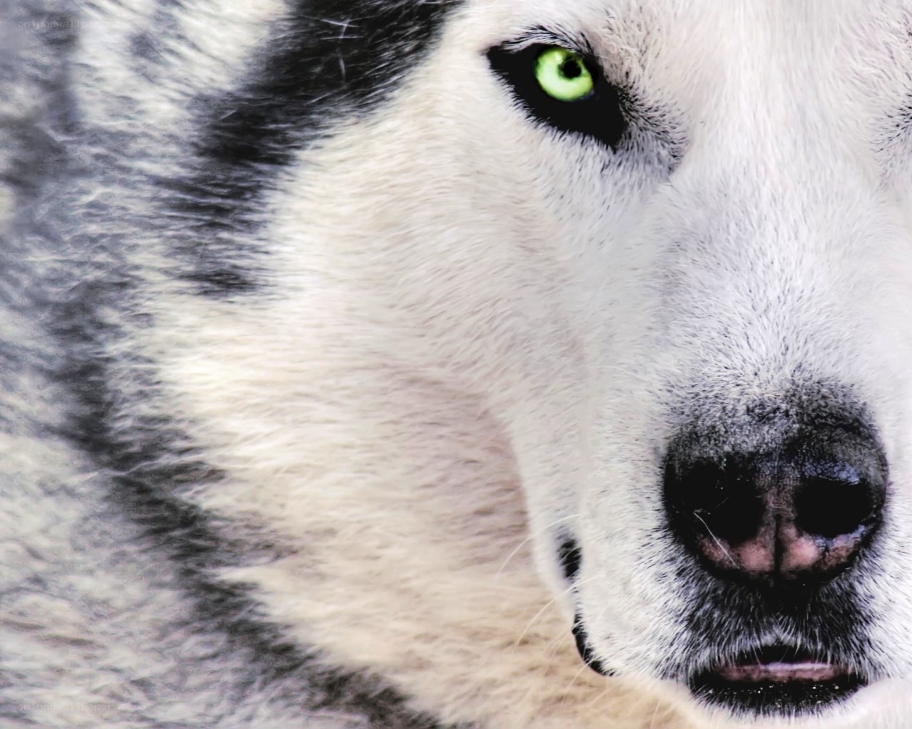 close-up of wolf face