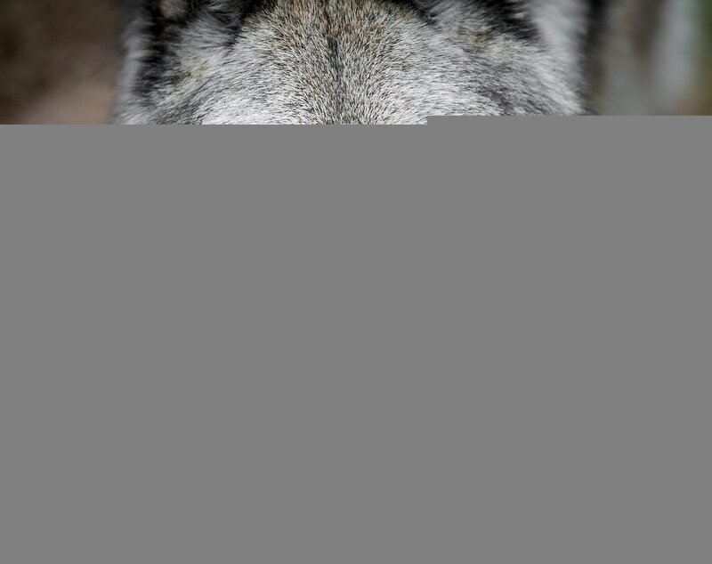 Close-up of Wolf Fur