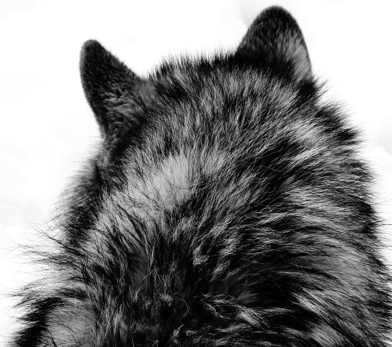 close-up of wolf's back