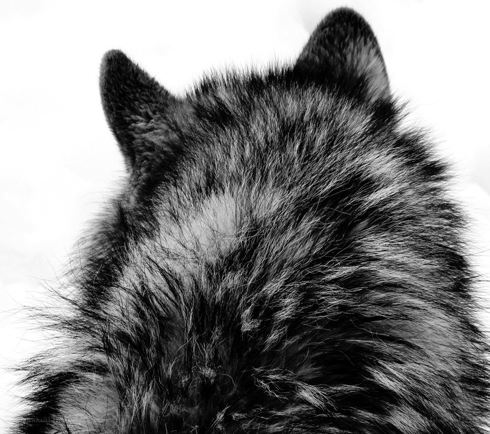 close-up of wolf's back